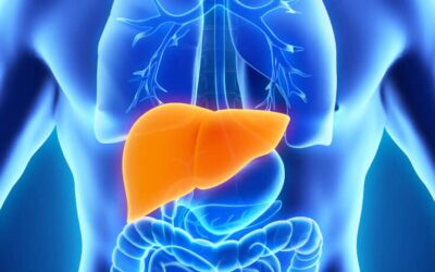 Don’t Forget About the Liver – The Liver and Its Role in Disease