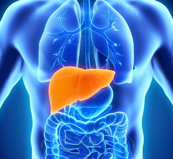 Don’t Forget About the Liver – The Liver and Its Role in Disease